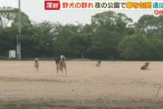 【魔境】山口県、野犬が大繁殖してしまうｗｗｗｗｗｗｗｗｗｗ