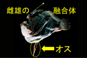 アンコウはオスとメスの融合を行うために、免疫能力を捨てていたと判明！
