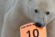 カナダのマラソン大会でホッキョクグマが標識を持ち去ってしまう