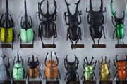【画像】赤いカブトムシを4年間交配し続けてめっちゃ赤いカブトムシを作った男が現れる