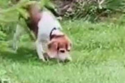 犬がクンクンしながら庭にやってきた。なんだかウサギのニオイがするぞ → こうなる…