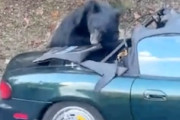 【動画】これは悲惨。大きな熊に襲われたロードスター（NB）が悲しい姿に。