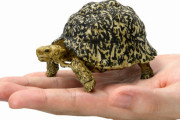 甲羅模様が多彩な「ヒョウモンガメ」をリアルに再現！ガチャフィギュア化！「かめ05」