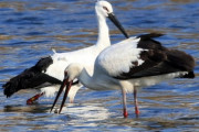 【韓国】 韓日両国の友情を象徴したコウノトリ、日本で死んでいるのを発見