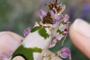 可憐な花にしか見えない！美しすぎて発見者を驚かせたハナカマキリ（南アフリカ）※カマキリ出演中