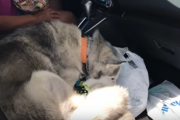 「やっぱりハスキー犬は駄々っ子？」絶対に助手席を譲らないハスキー犬 海外の反応