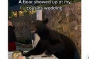 【メキシコ】結婚披露宴にクマが乱入、気にも留めずに食べ続ける参列者たち