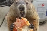 「ピザうめえｗｗｗｗ」2匹の犬に見せびらかしながらピザを貪るウッドチャックの煽りセンスが凄いと話題にｗｗｗｗ