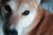 【柴犬画像】庭で撮ったらおばーちゃんだったけど・・・、彼の者は常に独り、白わんこ ほか【再】
