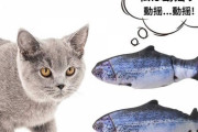 【わんにゃん画像】Amazonのおもちゃ、ねこに履物をかぶせる、アパートの５階から華麗なダイブ ほか