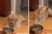 「違う違う！これじゃない！」出されたご飯を頑なに拒否するゴールデンレトリバーの子犬が可愛い