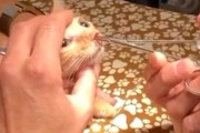 【閲覧注意】猫の鼻から巨大な寄生虫が摘出される