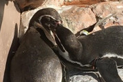 【画像多め】ペンギンさん、可愛すぎるwwww