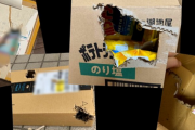 【カラス】「商品が全く入っていない…」全国で「置き配」に穴開けられる被害相次ぐ