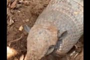 【動画】アルマジロの地面への隠れ方、予想外