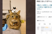 【画像】猫の上に小さい猫？きれいに並んだ奇跡の3ショット！