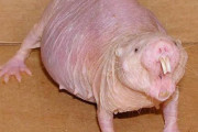 ハダカデバネズミにはいくつもの特殊機能が備わっている