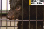 【続報】親とはぐれて冬眠の仕方も分からず・衰弱した子グマが住宅の軒下に　救護所で保護　米沢市