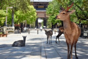 “奈良の鹿は飢えている”は誤解らしいぞ！餌やり禁止キャンペーンが始まったから絶対あげるなよ！