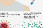 【コロナ終了】新型コロナウイルスの感染を９０％以上防ぐことができる画期的なワクチンが開発される