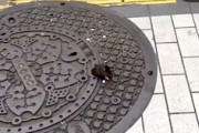 東京のマンホールで撮影された悲しいビデオが話題に。