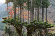 外国人「日本には600年以上前から木を伐採しない製材手法があるらしいぞ！」【台杉】