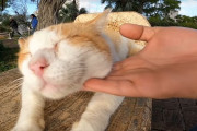 【動画あり】日本の野良ネコをモフる男の動画が海外で大絶賛
