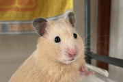 うちのハムスターが結構デブなんだが