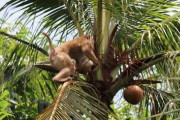 タイ業者、虐待疑惑に反発　サルのココナツ収穫は「伝統」