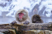 ニホンザルは真冬に温泉へ入るけど納得できないことがある