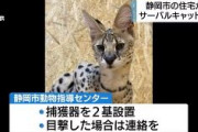 【速報】サーバルキャット行方不明　静岡