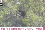 【速報】天王寺動物園でチンパンジー脱走、新世界のおっさん達と激闘へ  40代獣医さんは顔を噛まれた模様