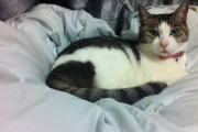 【ねこ画像】ベッドとキジシロ、覗き込むチャトラ、うちの爺ちゃんねこ ほか