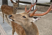 【動画】奈良の鹿さん、欧米で大炎上中