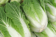 白菜（明治時代に日本に伝来）←ファッ！？！？