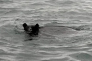 【青森】海で「クマが泳いでいる」　帰港中の漁師が目撃　陸奥湾
