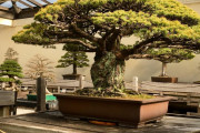 海外「日本のBonsaiとかいう文化が素晴らしすぎる件」樹齢150年の盆栽に外国人が興味津々ｗｗｗ