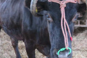 沖縄の祭りの抽選会の１等賞が生きた牛１頭　当選者「どうしよう…」