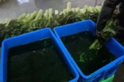 中国「ホルムアルデヒド白菜」事件に続き、「着色茎レタス」が発覚