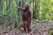 「野生のオランウータンが実にコミカルな動きをしていた…」カメラに映っていた移動のしかた