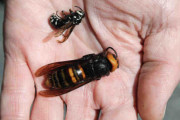 「殺人バチ」オオスズメバチの巣、米国内で初めて発見される　「定着すれば環境や経済、公衆衛生に悪影響」