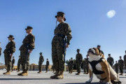 ブルドックの「マニー伍長」は米海兵隊新兵訓練所のマスコットとして活躍！