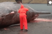 【悲報】クジラ爆弾、怖すぎる