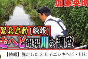【朗報】アミメニシキヘビさん、逃げ切り成功！！！神奈川県警が捜索中止・・・