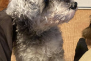 【画像】ワイのイッヌを見てくれめんすwww