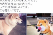 【画像あり】ウチのネッコ、脱走したあと帰って来るも様子がおかしい・・・