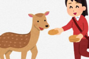 奈良公園にいる野生の鹿を見た外国人さん、困惑