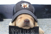 世界各国の警察子犬　あまりにも可愛すぎて自首してしまいそうだと話題
