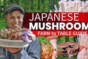 海外「こんなに種類があるんだ！」生でも美味しい！？日本の「きのこ」の魅力を紹介した動画に興味津々