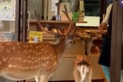 礼儀正しい奈良の鹿。お茶屋のドアを開けてお辞儀して食べ物をお願いする。海外の反応